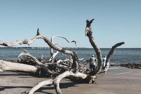 Large fallen trees Stock Photos