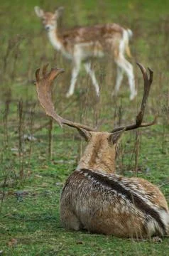 Large fallow deer buck Stock Photos