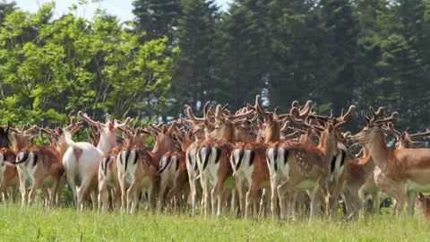 Large fallow deer herd grazing in a green meadow Video stock 338234652