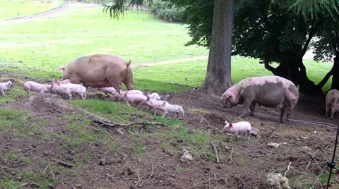 Large family of pigs. Stock Footage 34166001