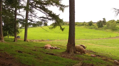 Large family of pigs. Stock-Footage 36554464
