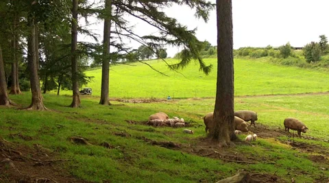 Large family of pigs. Stock Footage 36564508