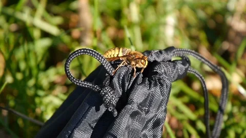 Large fangs or jaws on the head of a hornet. Macro photography a insect yellow Video stock 105967245