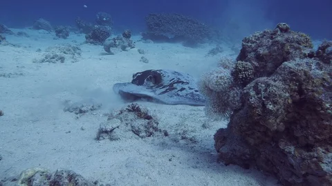 A large fantail stingray. Close up Stock Footage 128942646