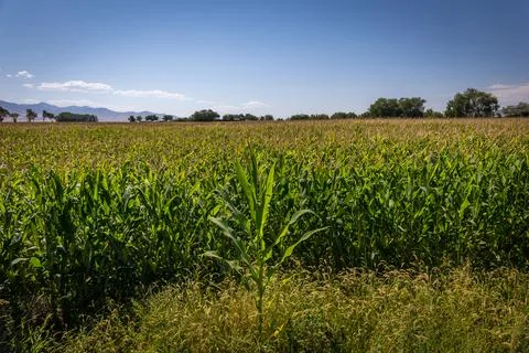 Large Farm of Developing Corn Crop in the Summer on a Sunny Day Foto stock