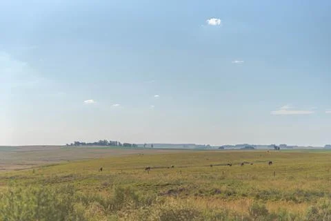 Large farm of extensive beef cattle breeding in Brazil Stock Photos