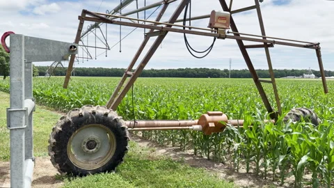 Large farm irrigation system sit idle over green cornfield in V8 growth stage Stockbeeldmateriaal 337578213
