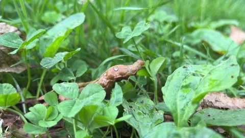 Large fat brown caterpillar crawling on green leaves Stock Footage 292950722