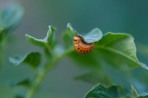 Large fat colorado potato beetle larva eating potato leaves Stock Photos