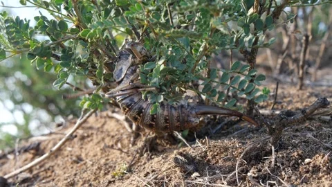 A large, fat cricket crawls along the branch of a bush in the Mongolian steppe. Stock Footage 281729855