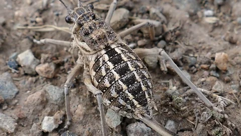 Large fat Cricket sits on the ground and breathes in fright. Stock Footage 82062160