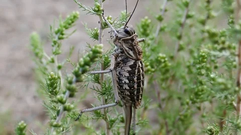 A large fat Cricket sits on the stem of the plant - hiding and froze. 스톡 동영상 82062174