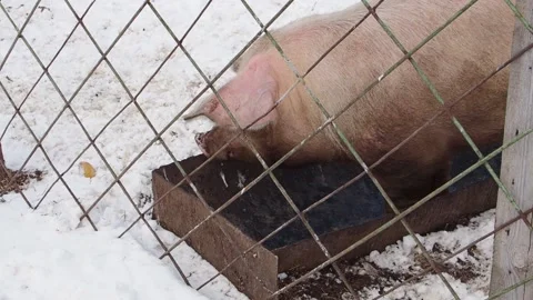 Large fat dirty old pink pig behind grid is looking for food in an empty Stock Footage 188913403