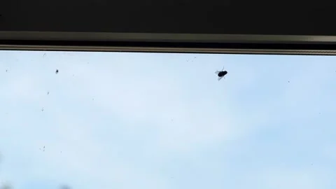 Large fat fly climbs the dirty glass of a window in a house or office building Stock-Footage 202338649
