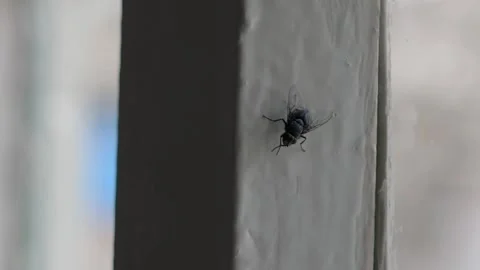 A large fat fly sitting on the old window of a rural house. Stock Footage 183383044