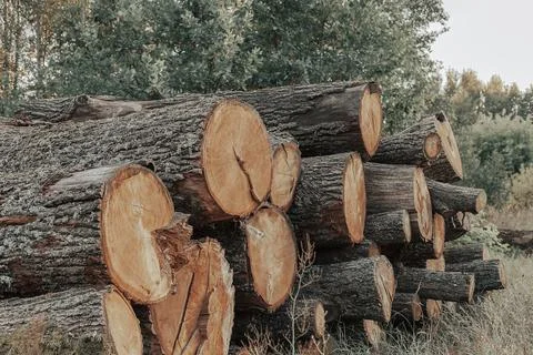 Large felled trees 库存照片