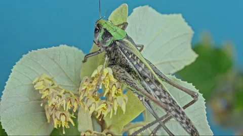 Large female grasshopper on yellow lime blossoms on blue Stock Footage 341293849