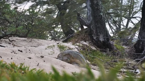 Large female Green turtle resting in the sand dunes after laying eggs at night Stock Footage 329285499