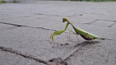 A large female praying mantis. Stock Footage 289225437