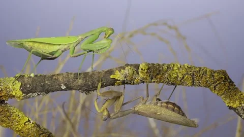 Large female praying mantis goes under tree branch on which another female sits Stock Footage 243181024