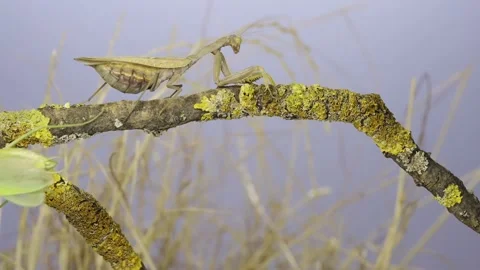 Large female praying mantis quickly runs under tree branch  Stock Footage 230046331