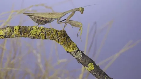 Large female praying mantis sits on the tree branch covered with lichen and Stock Footage 243181002