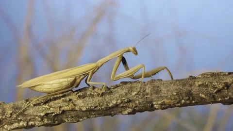 Large female praying mantis slowly moves along branch on the grass and blue sky Stock Footage 230048053