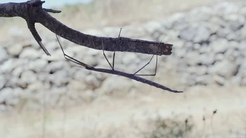 Large Female Stick Insect Walking On A Tree Branch Stock Footage 79727346