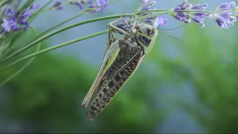 Large female wart-biter grasshopper climbing on thin stem of fragrant, blooming Stock Footage 341295124