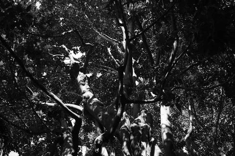 Large ficus macrophylla 写真素材