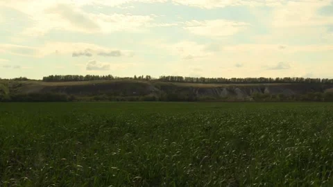 Large field with blooming green. B Video stock 153955175