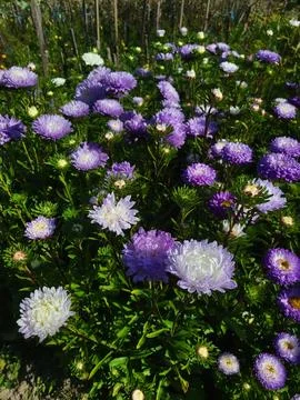 Large field of blooming lilac asters in summer garden Stock Photos