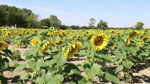 A large field of blooming sunflosers 動画素材 42134466