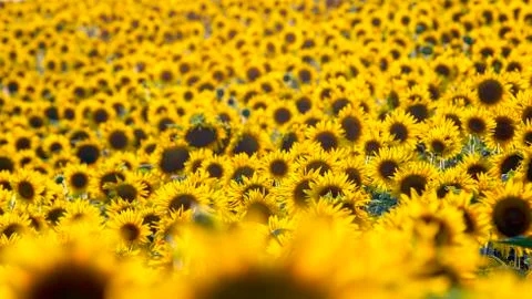 Large field of blooming sunflowers in sunlight. Agronomy, agriculture and bot Stock Photos