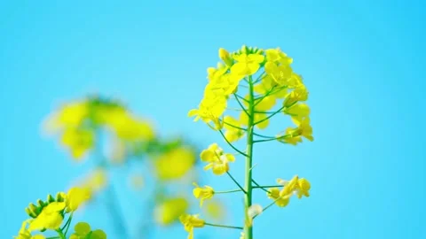 Large Field Of Blooming Yellow Rapeseed Landscape Stock Footage 235575419