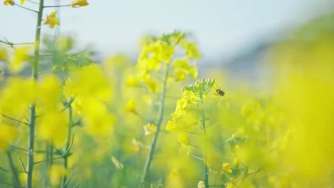 Large Field Of Blooming Yellow Rapeseed Landscape Stock Footage 235575594