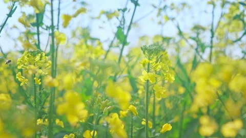 Large Field Of Blooming Yellow Rapeseed Landscape Stock Footage 235575689