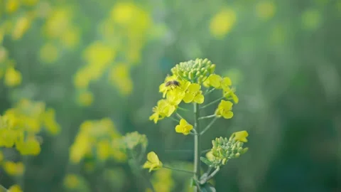 Large Field Of Blooming Yellow Rapeseed Landscape Vídeo Stock 235575798