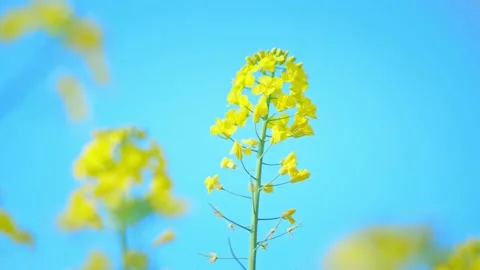 Large Field Of Blooming Yellow Rapeseed Landscape Stock Footage 235575910
