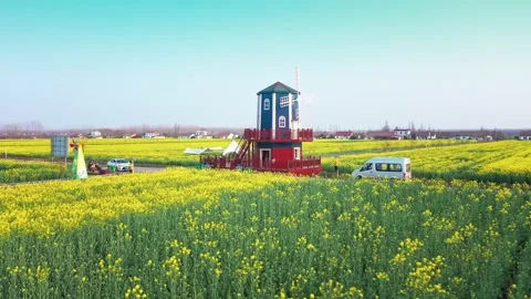 Large Field Of Blooming Yellow Rapeseed Landscape Stock-Footage 235576513