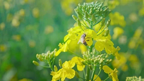 Large Field Of Blooming Yellow Rapeseed Landscape Stock Footage 235576829