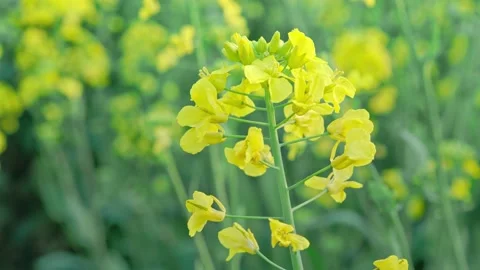 Large Field Of Blooming Yellow Rapeseed Landscape Stock Footage 235576877