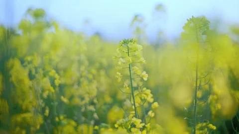 Large Field Of Blooming Yellow Rapeseed Landscape Stock Footage 235577997