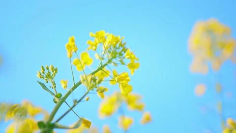 Large Field Of Blooming Yellow Rapeseed Landscape Stock Footage 235579579