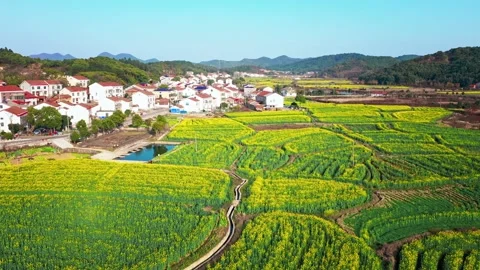 Large Field Of Blooming Yellow Rapeseed Landscape Stock Footage 235581323