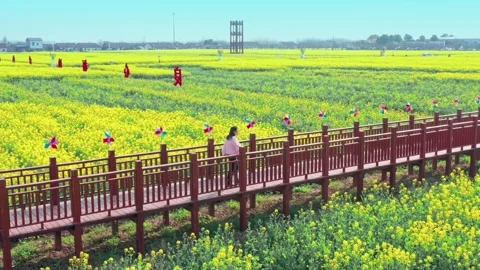 Large Field Of Blooming Yellow Rapeseed Landscape Stock Footage 235582036
