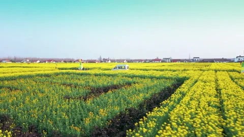 Large Field Of Blooming Yellow Rapeseed Landscape Stock Footage 235583870