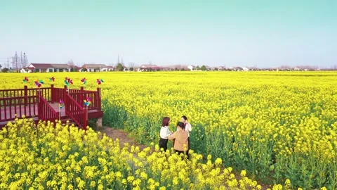 Large Field Of Blooming Yellow Rapeseed Landscape Stock Footage 235584317
