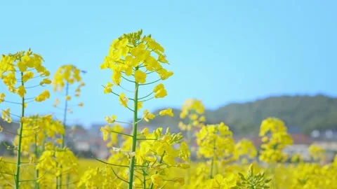 Large Field Of Blooming Yellow Rapeseed Landscape Stock Footage 235584908