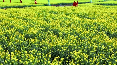 Large Field Of Blooming Yellow Rapeseed Landscape 動画素材 235585053